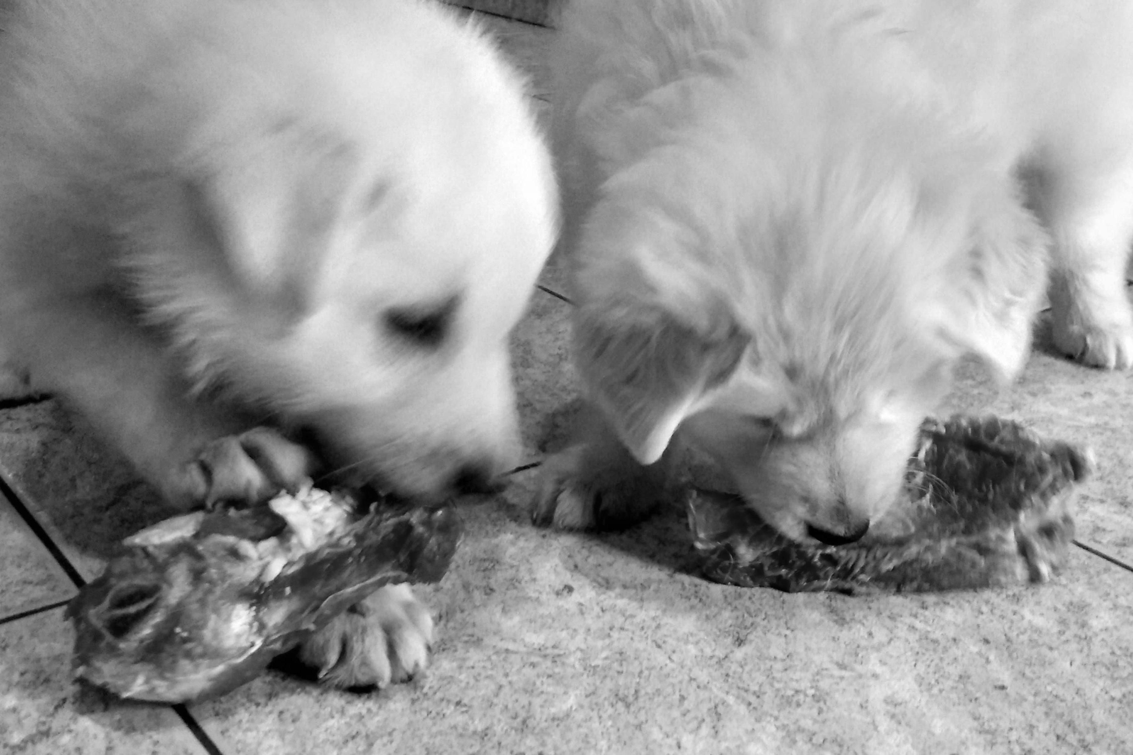 hundefutter k-r-u-s-c-h.de