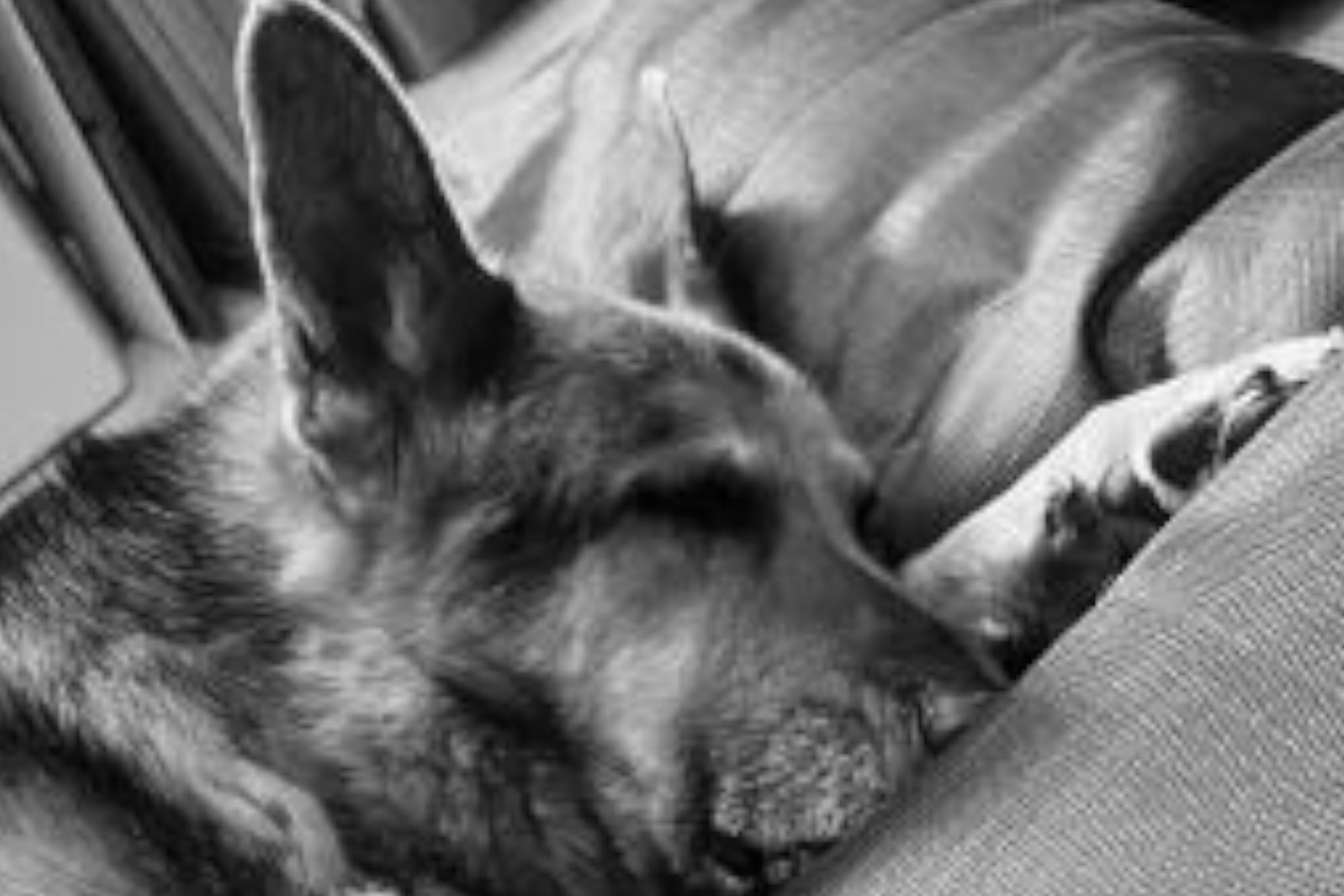 hundefutter k-r-u-s-c-h.de