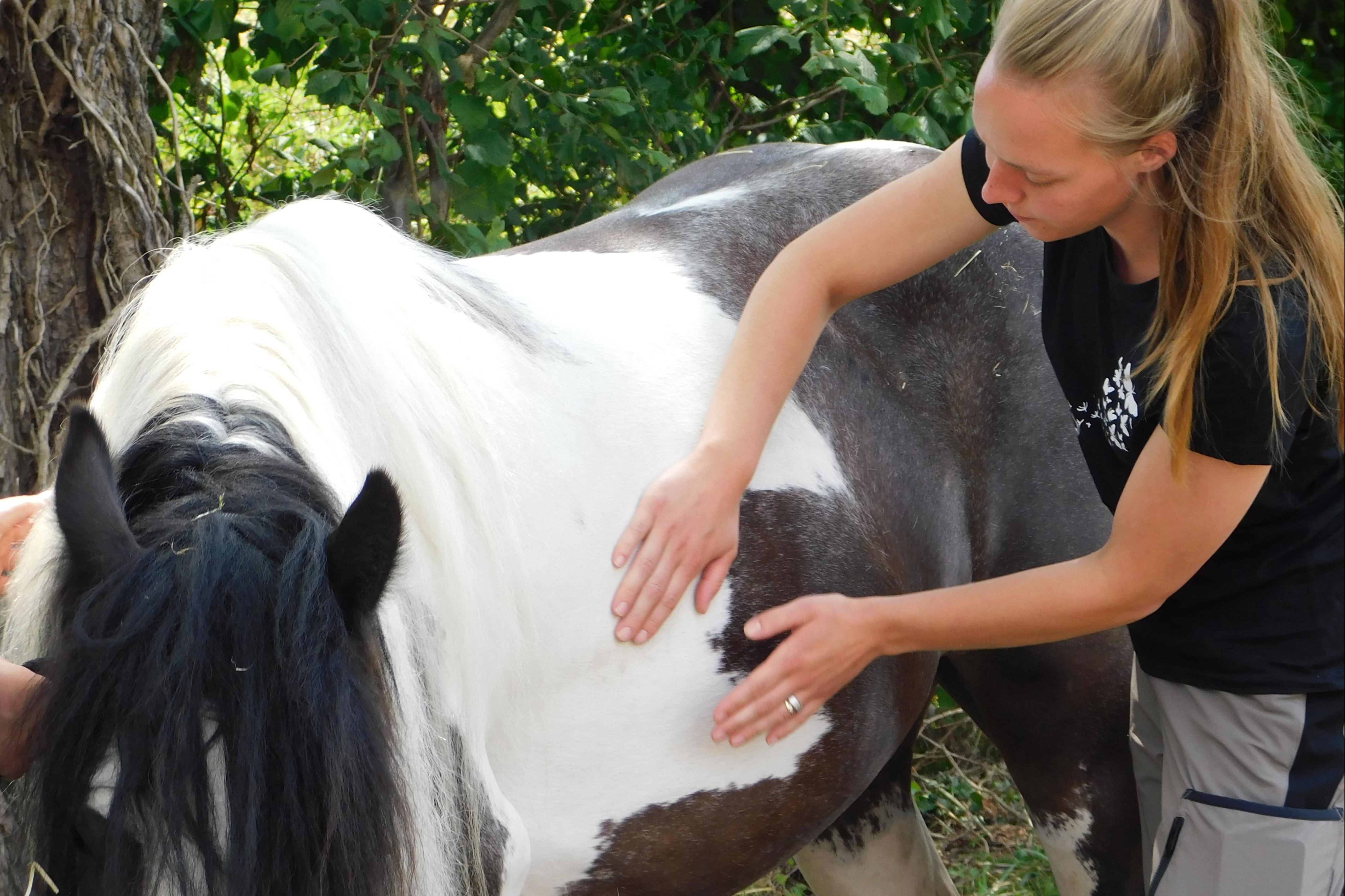 Pferdephysiotherapie Tanase