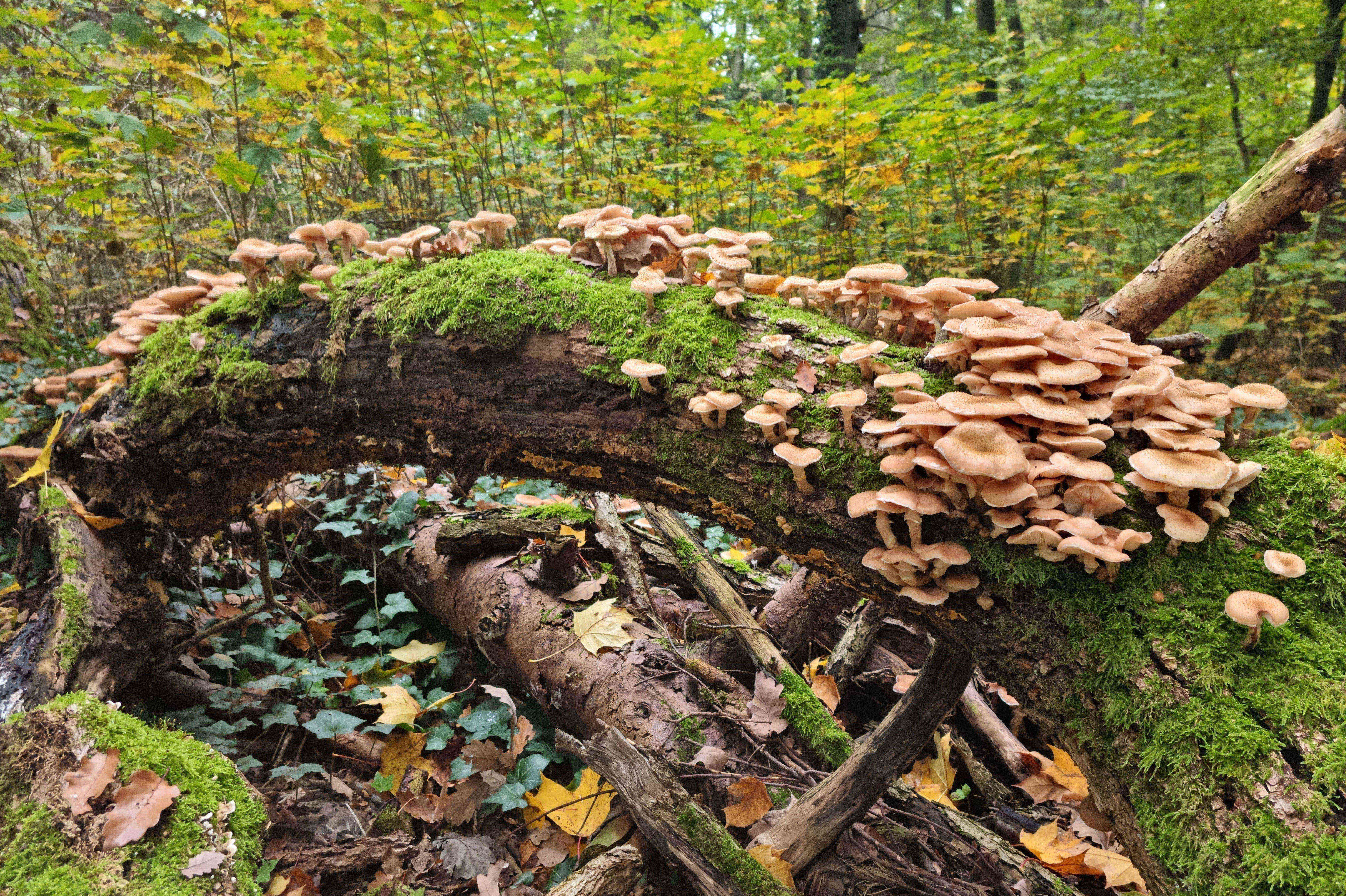 Waldwunder Entdecken