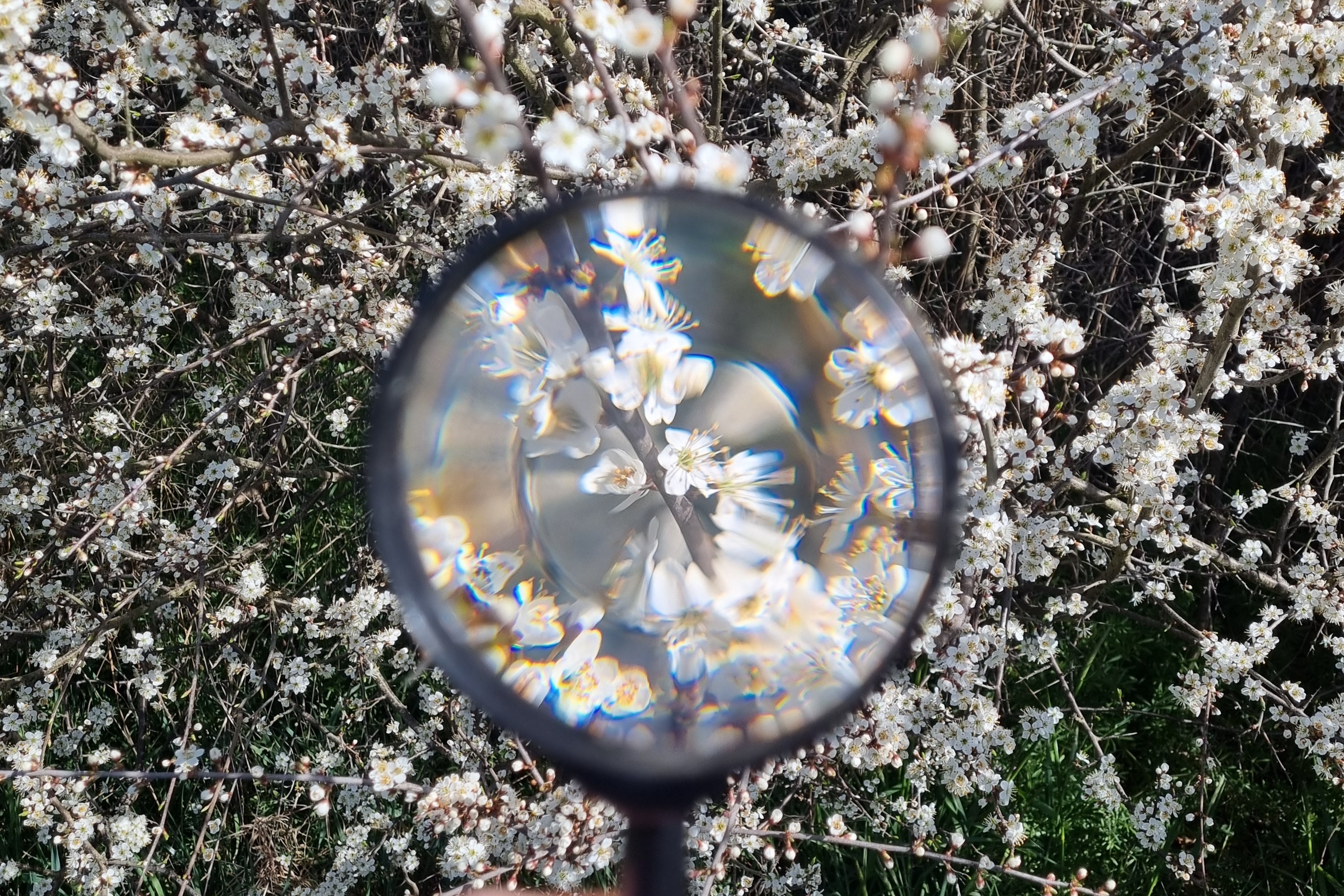 Waldwunder Entdecken