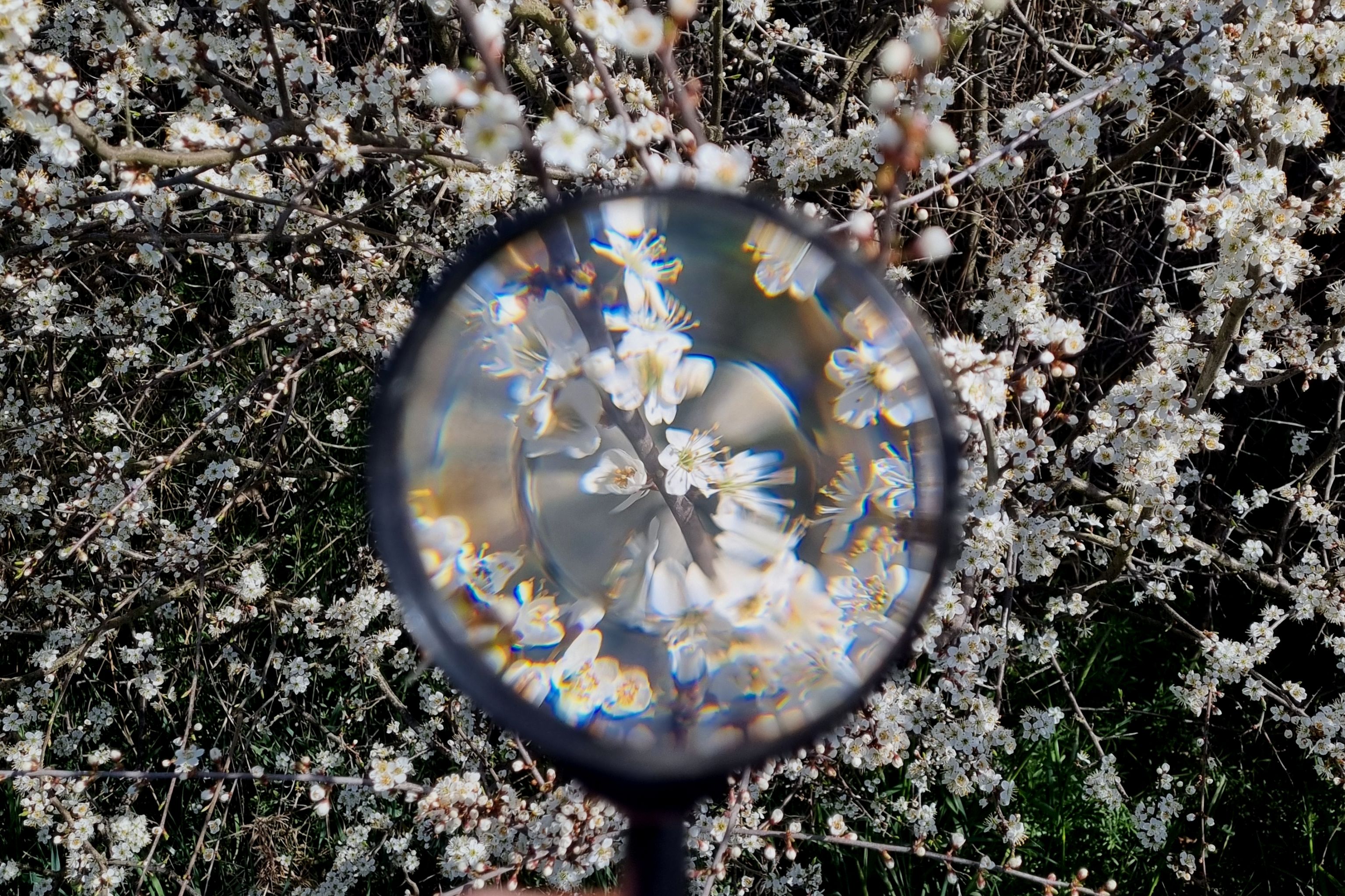 Waldwunder Entdecken