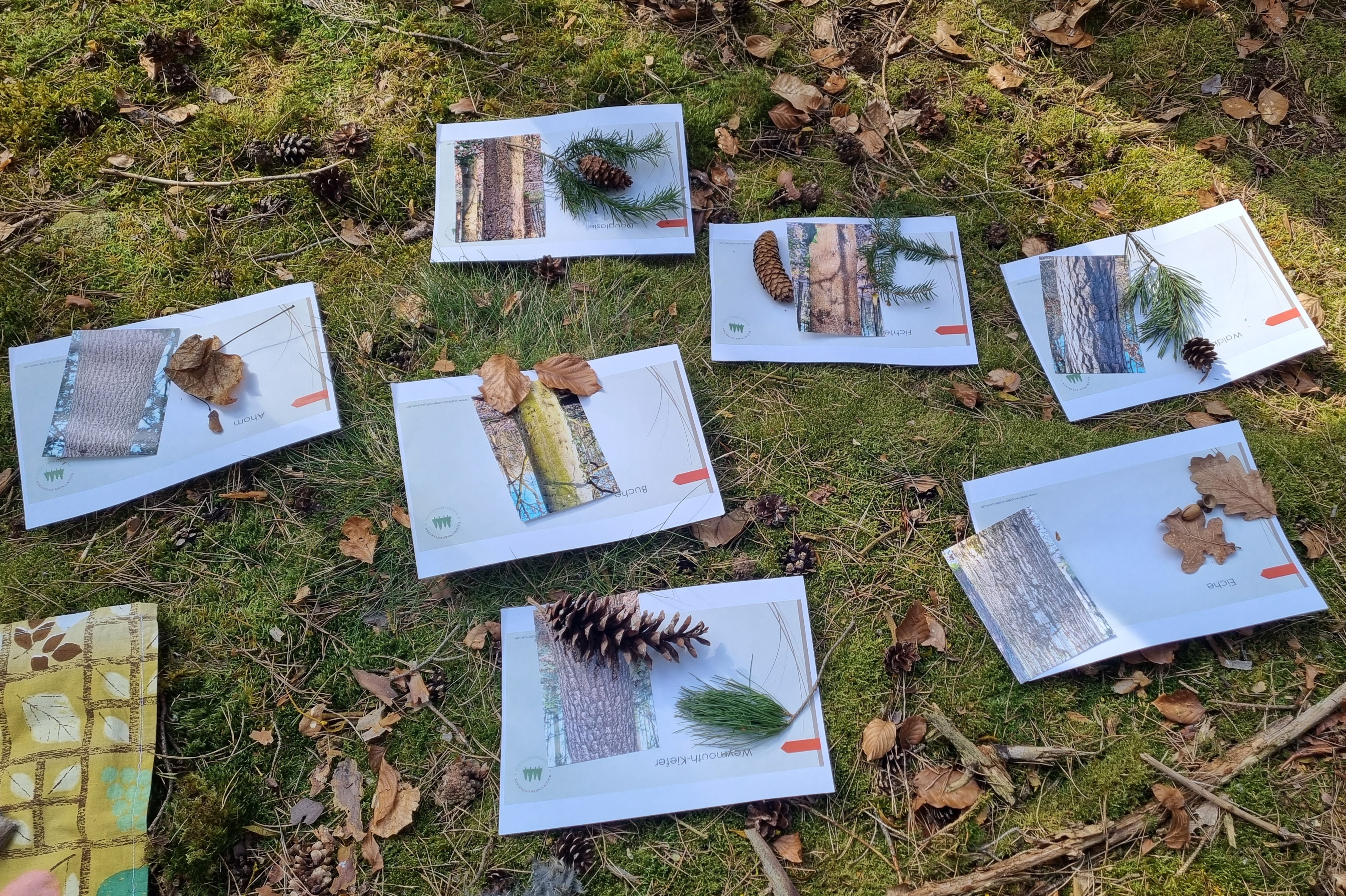 Waldwunder Entdecken