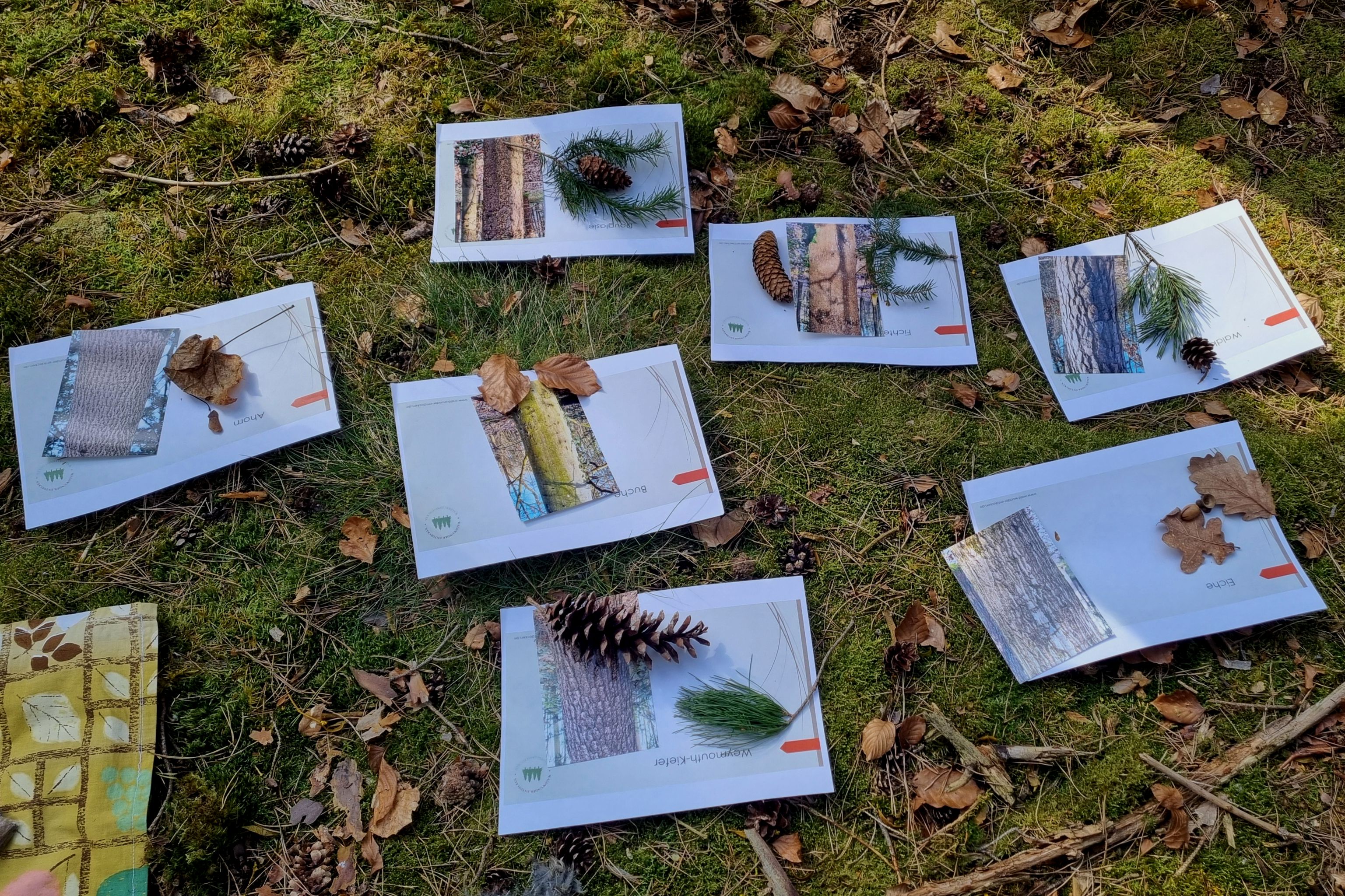 Waldwunder Entdecken