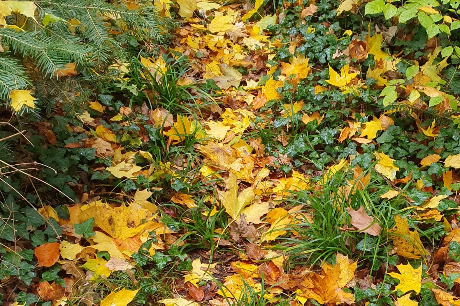 Waldwunder Entdecken