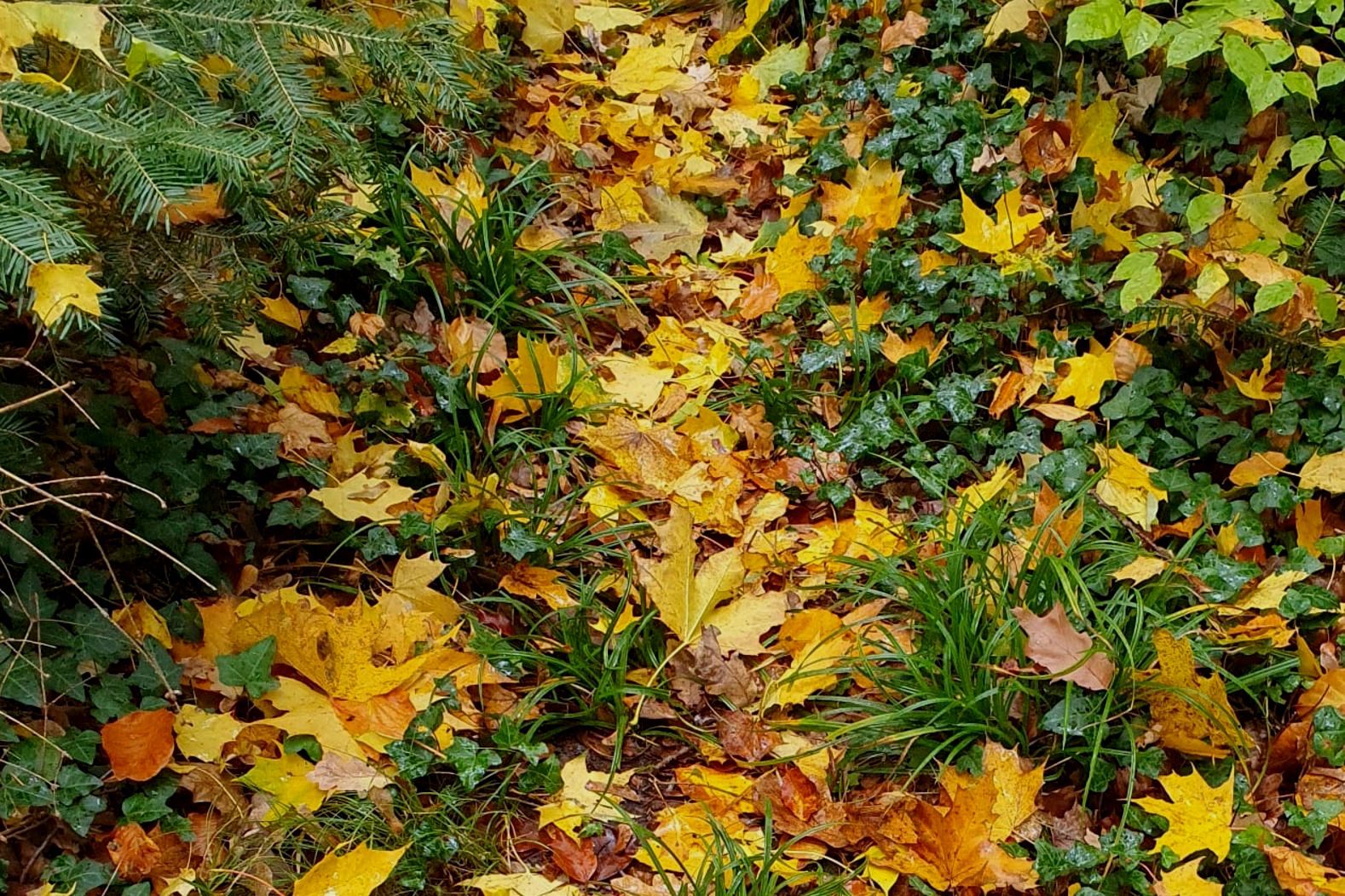 Waldwunder Entdecken