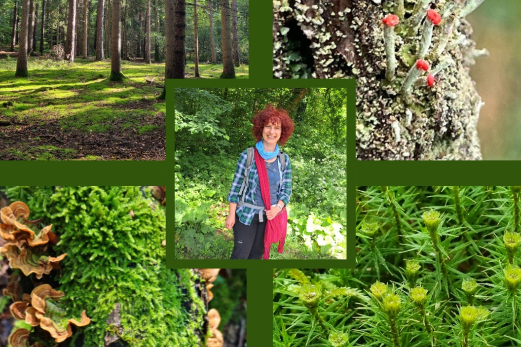 Waldwunder Entdecken