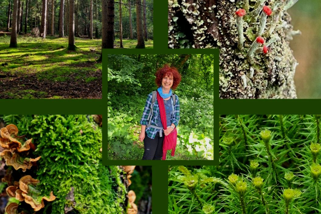 Waldwunder Entdecken