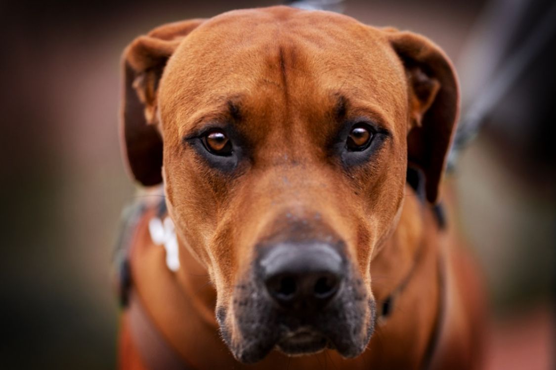 Glückliche Hundepfoten - viel mehr als nur Hundetraining title image