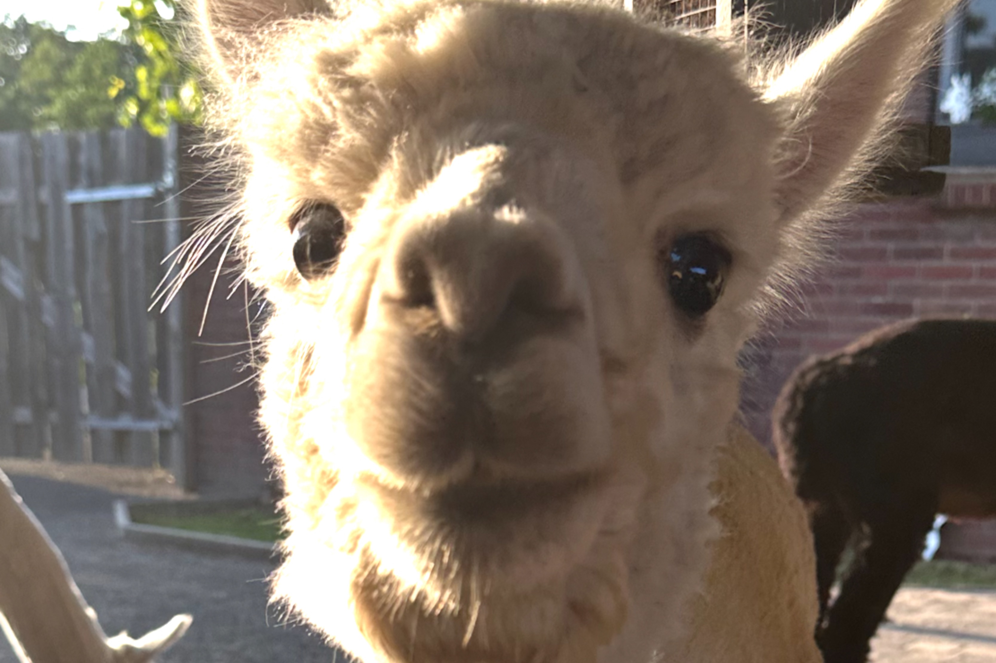 Schumachers Alpaka-Jungs