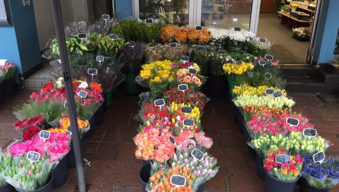 Blumen aus holland
