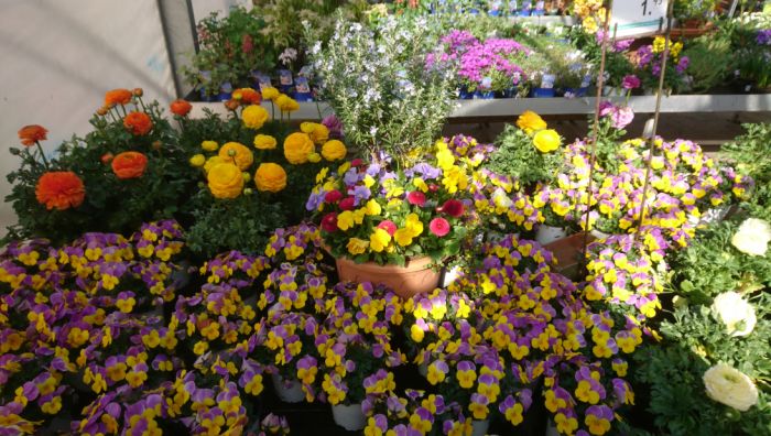 Blumen - Gartencenter Denecke