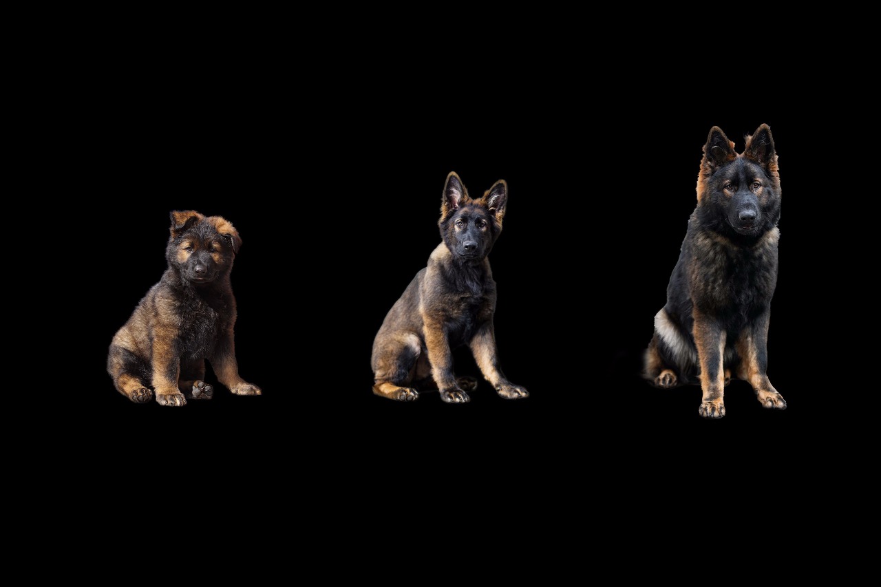 Golly's PfötchenWelt