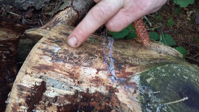 Blitz-naturerlebnis /Holger Bublitz