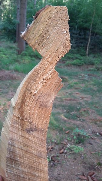 Blitz-naturerlebnis /Holger Bublitz