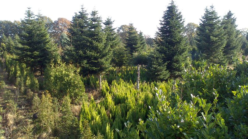 Blitz-naturerlebnis /Holger Bublitz