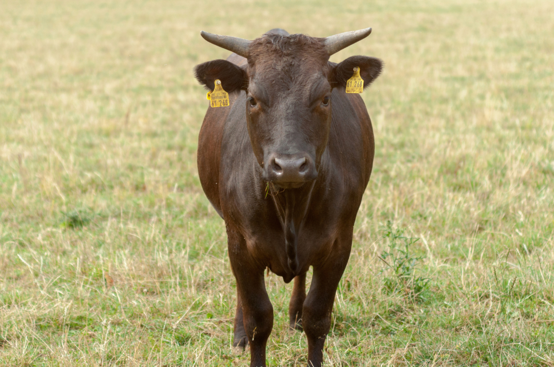 Öko-Geflügelhof Winkelmann