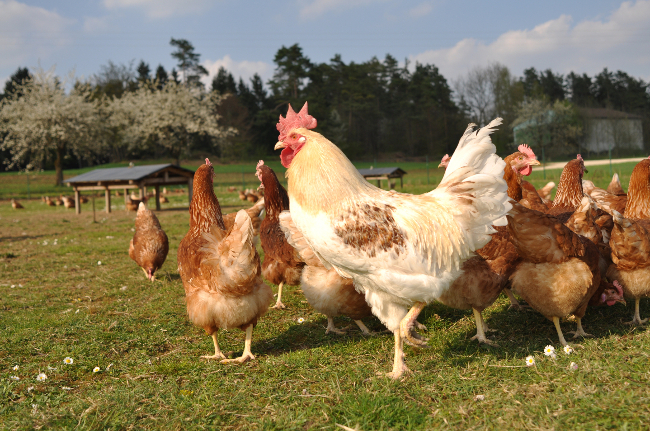 Öko-Geflügelhof Winkelmann
