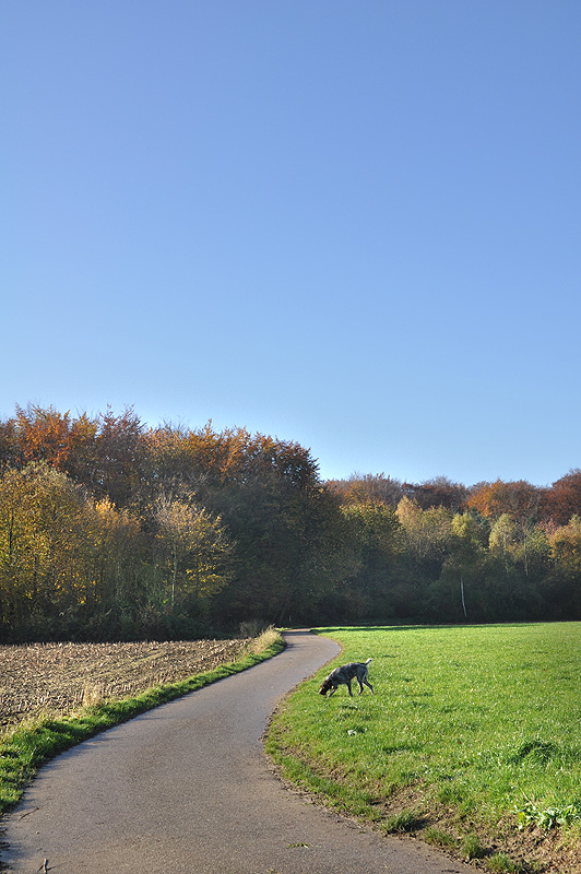 IFGPE-Institut f. ganzh. Potenzialentfaltung