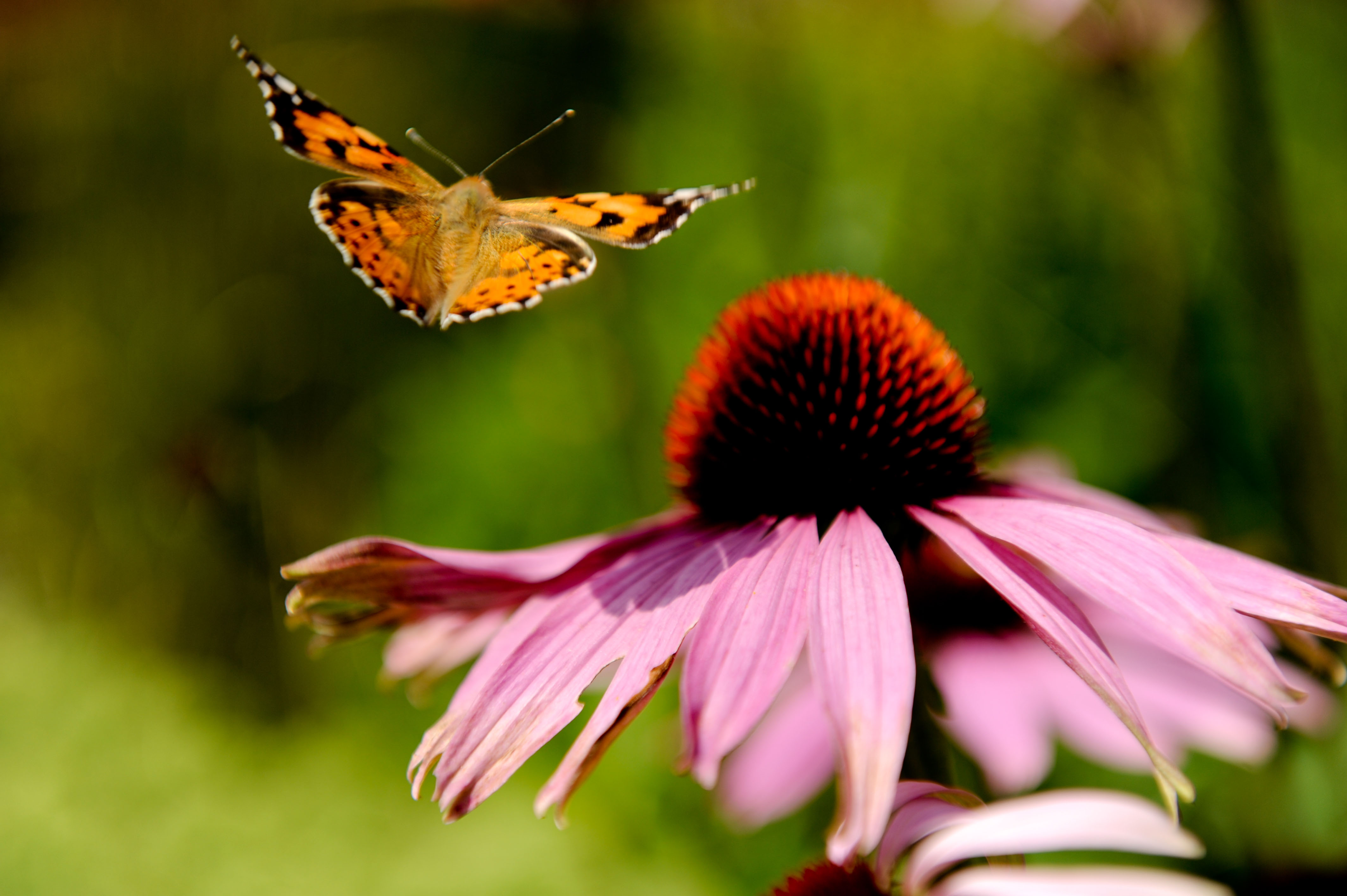 "Blumenreich" Blumenhalle & Gartenpark Wiesmoor