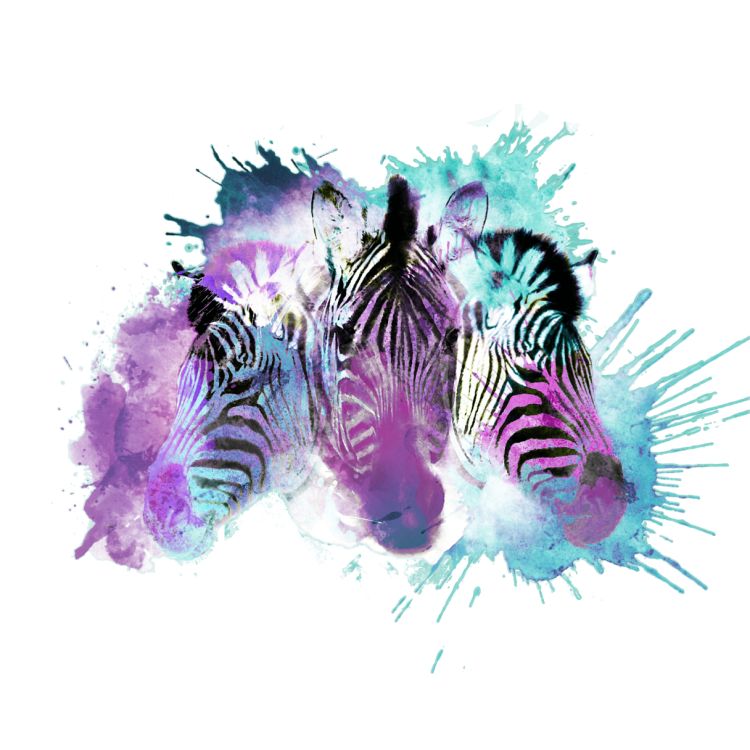 Dampf Zebra GmbH title image