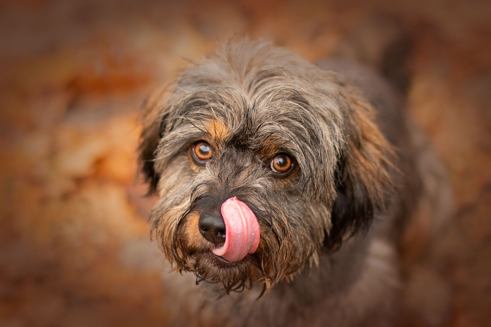 Sandra Pfeiffer Hunde Fotografie