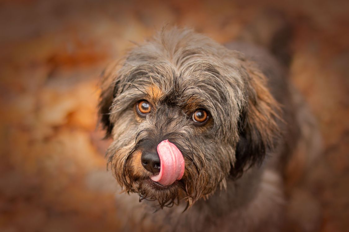 Sandra Pfeiffer Hunde Fotografie title image