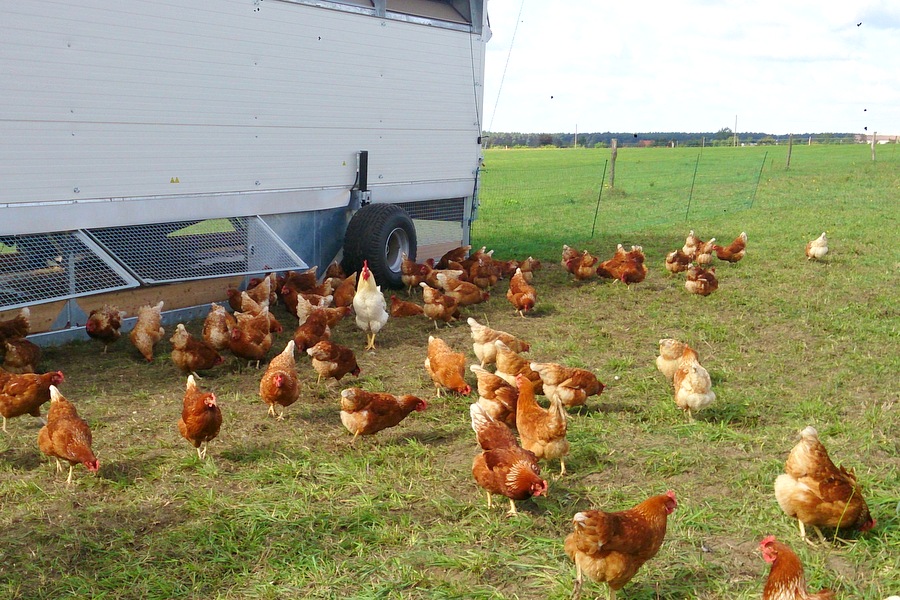 Bibernelle Bio-Laden & Lieferdienst