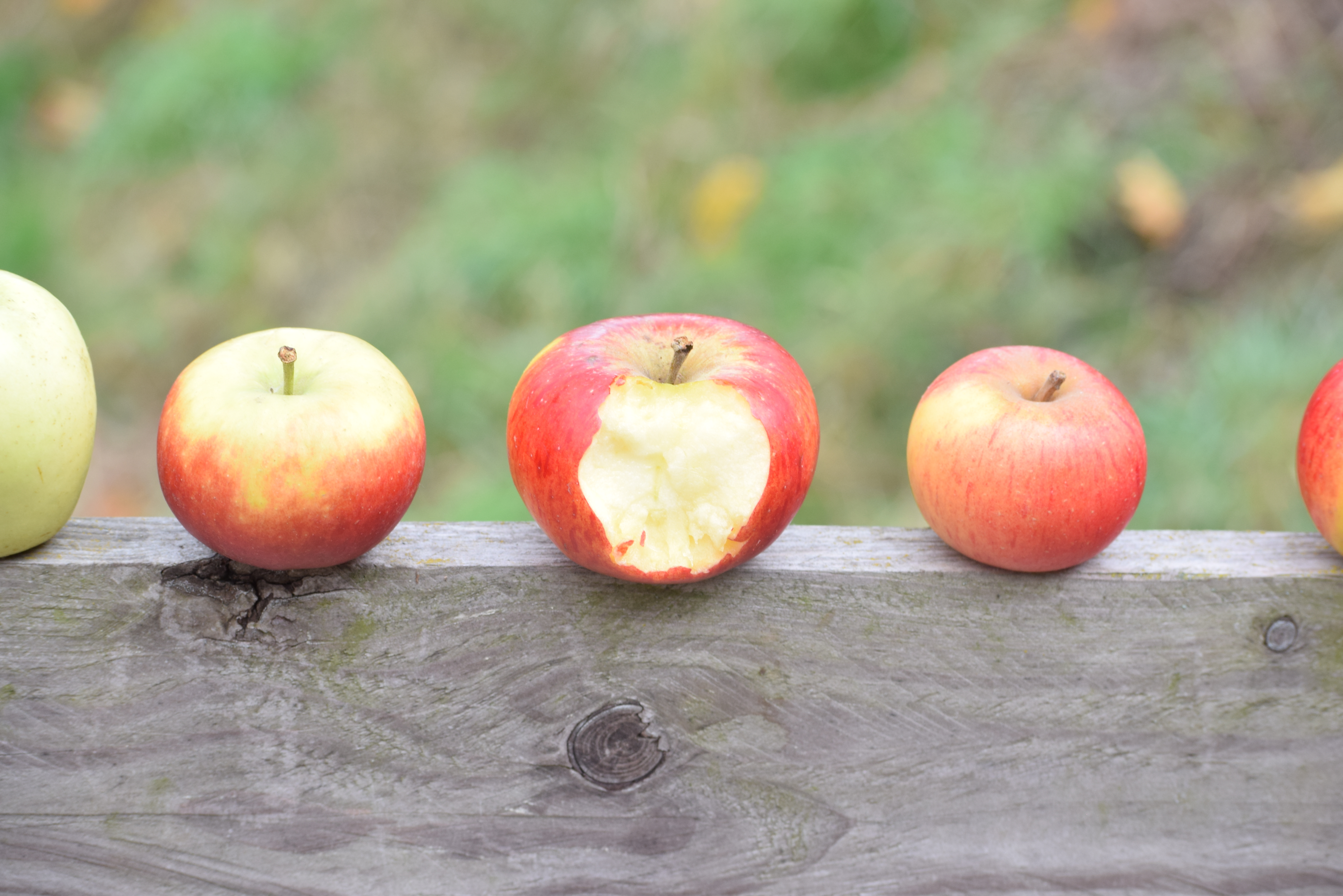Bibernelle Bio-Laden & Lieferdienst