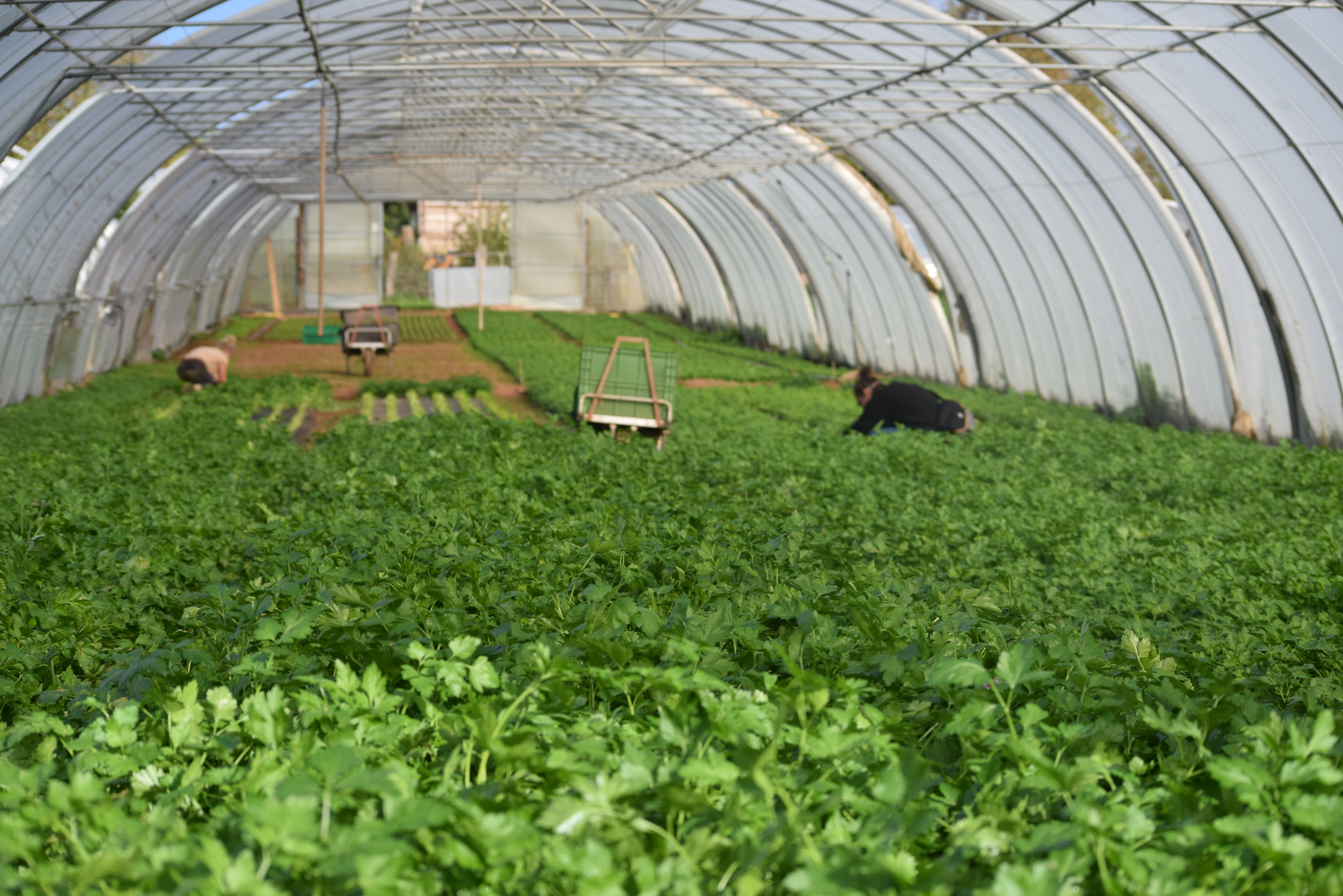 Bibernelle Bio-Laden & Lieferdienst