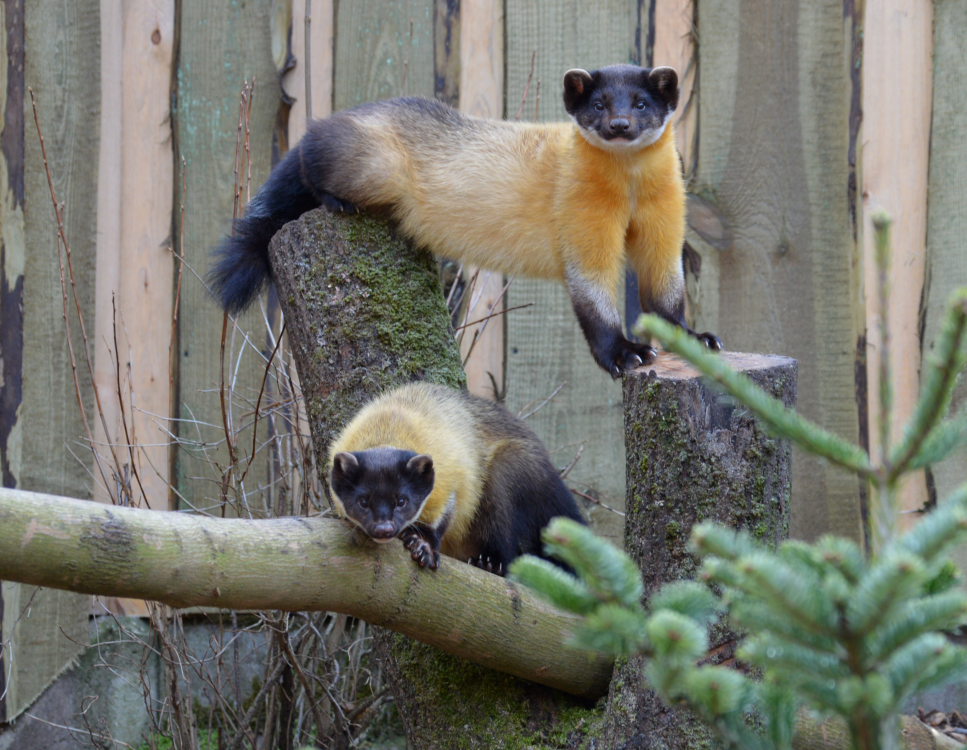 Tierpark Dessau title image