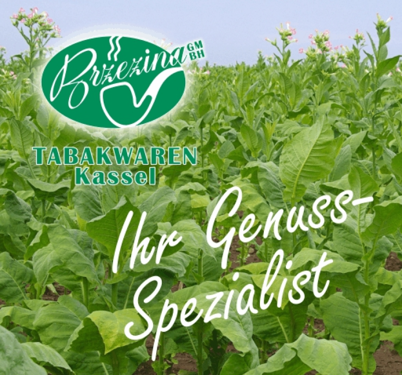 Brzezina title image