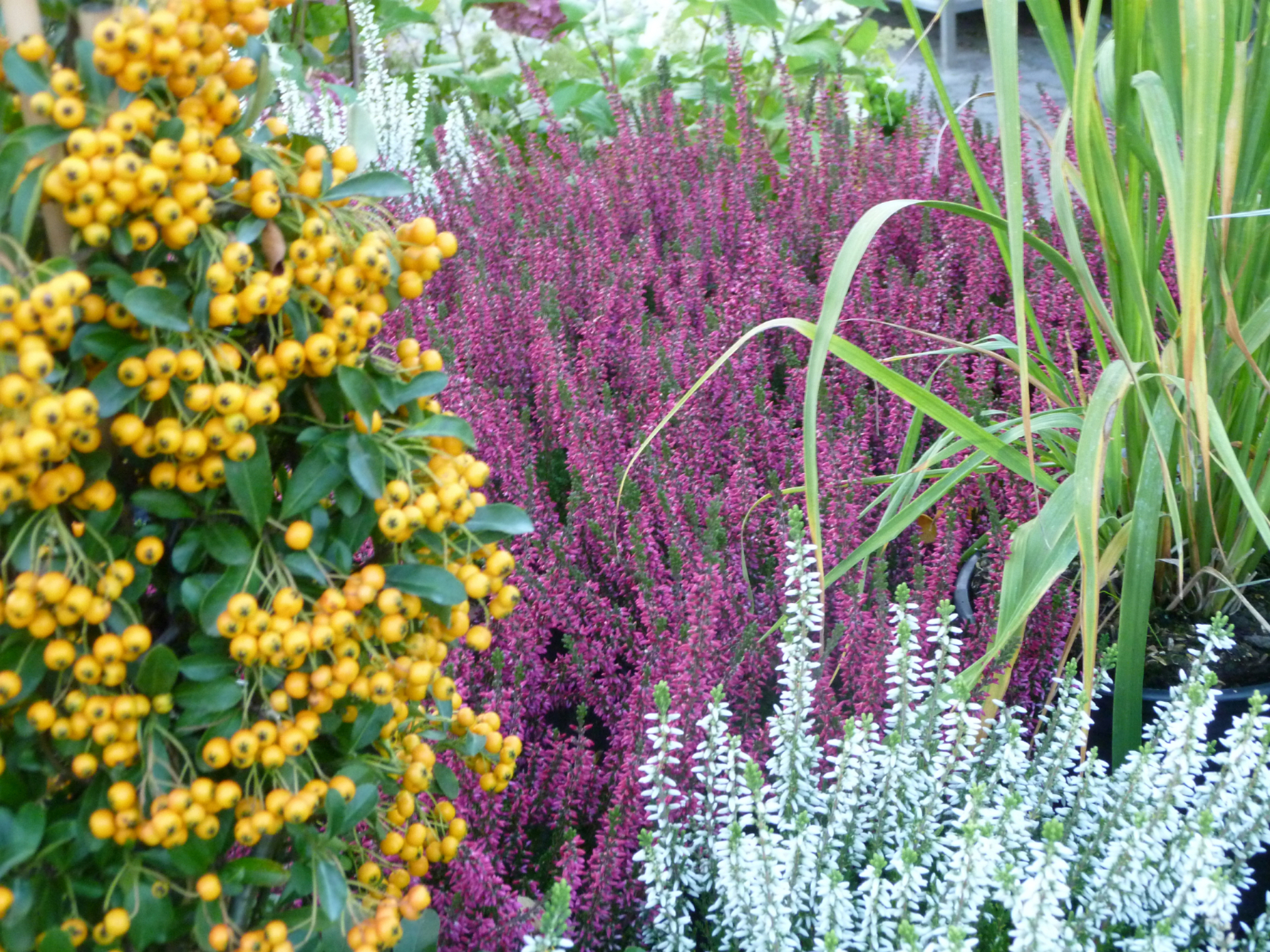 GartenBaumschule Geiger