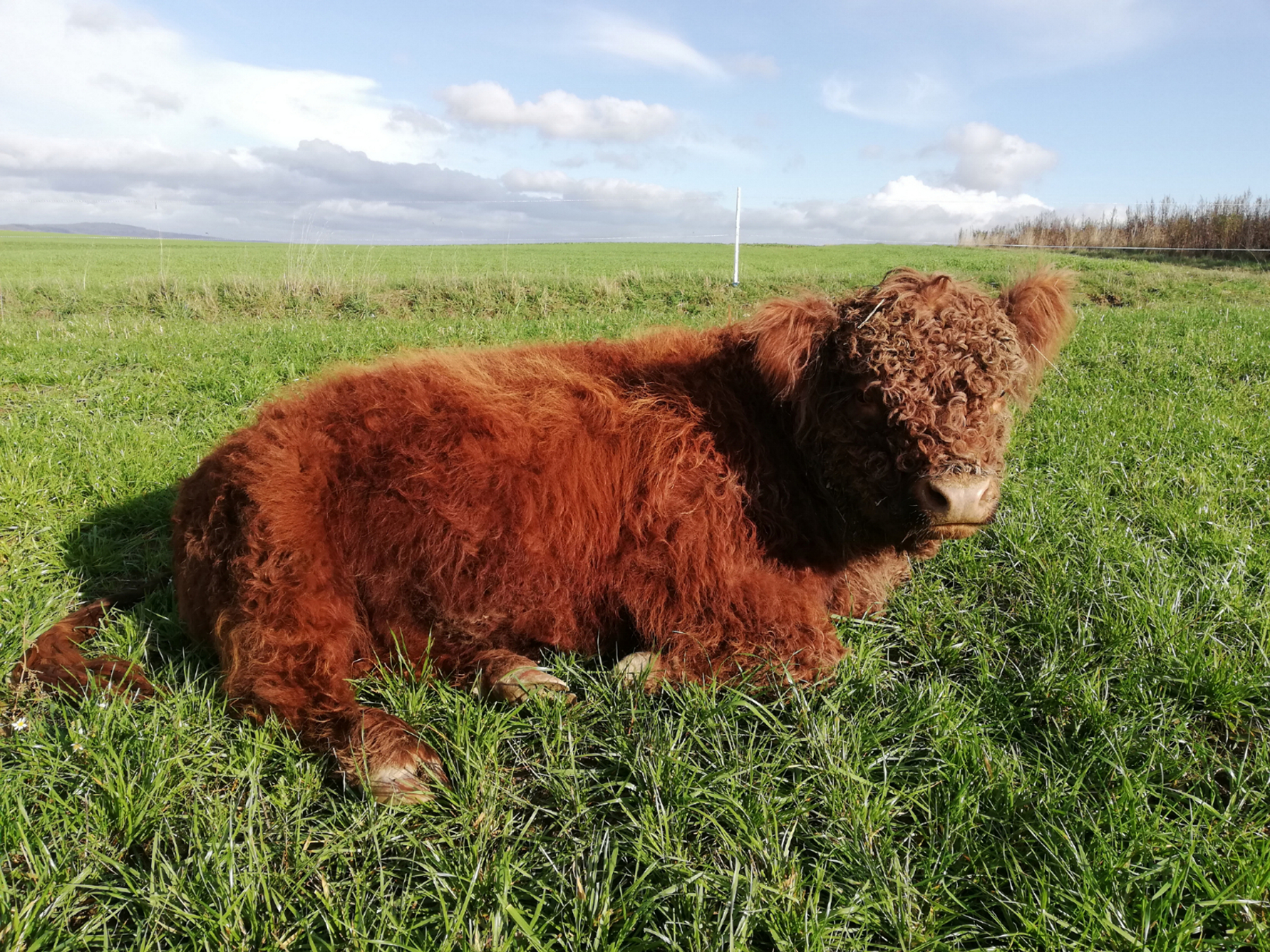 Galloways vom Struthhof