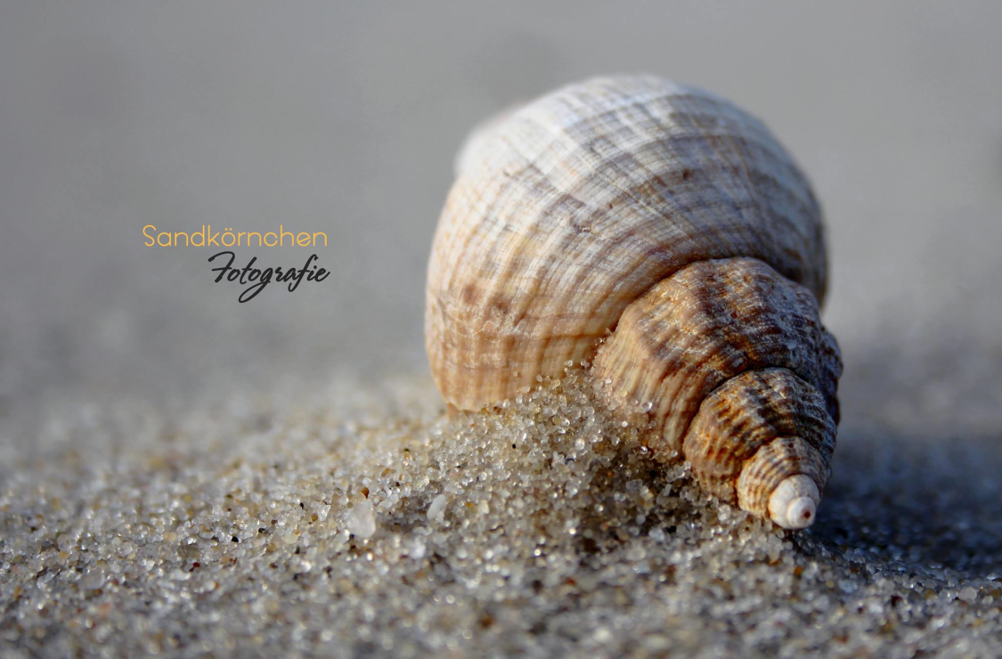 Sandkörnchen Fotografie title image
