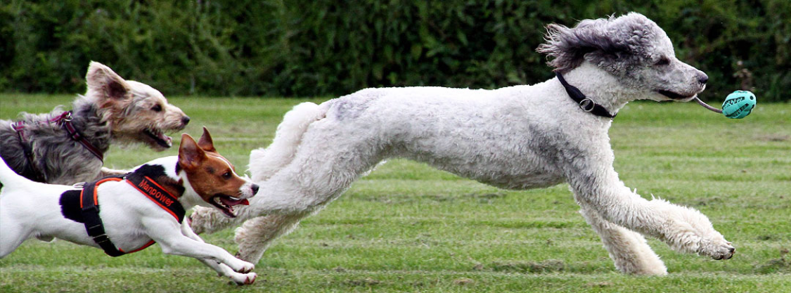 Hundeschule doglove title image