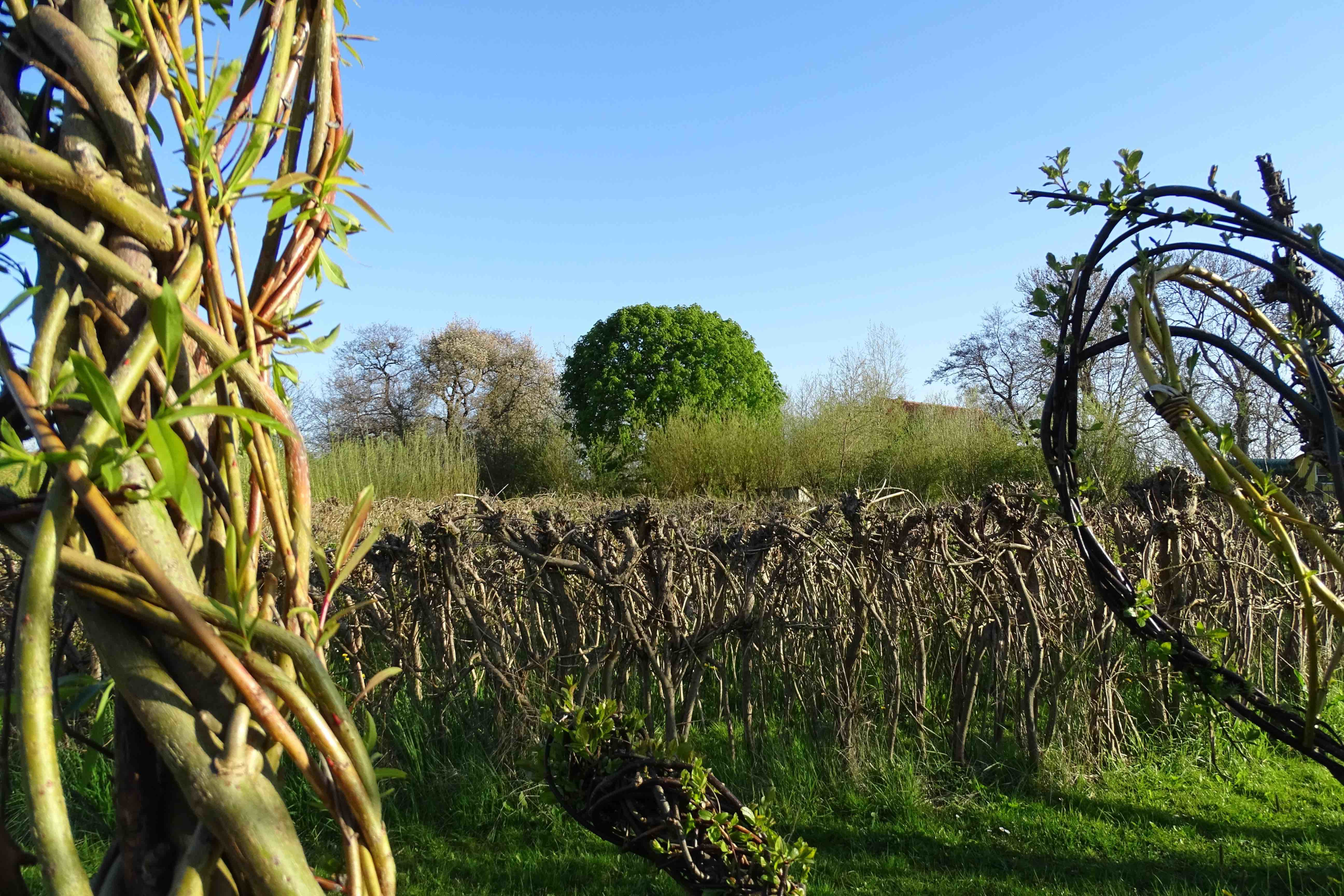 Weidenzentrum Wurster Nordseeküste