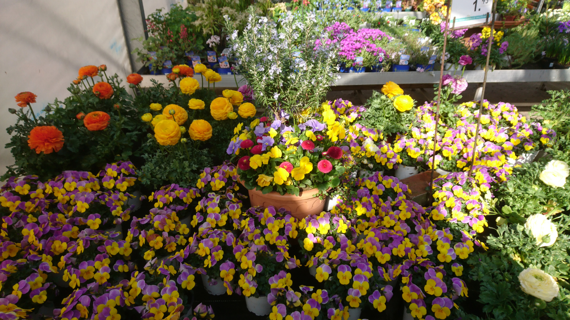 Blumen - Gartencenter Denecke