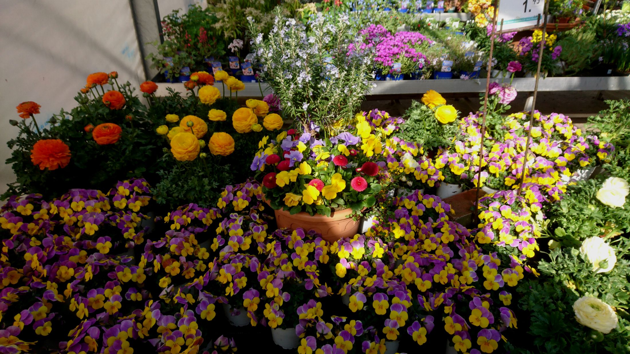 Blumen - Gartencenter Denecke