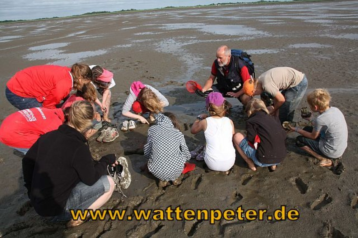 Wattführungen an der Wurster Nordseeküste