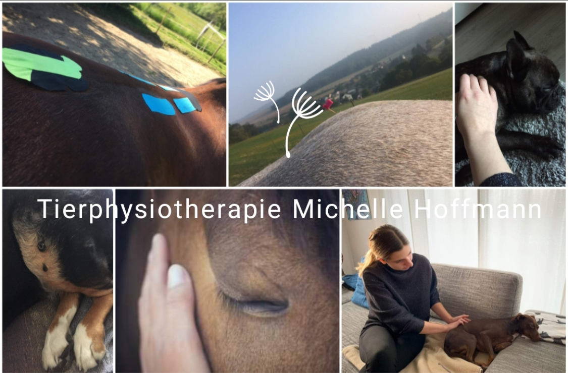 Tierphysiotherapie Michelle Hoffmann title image
