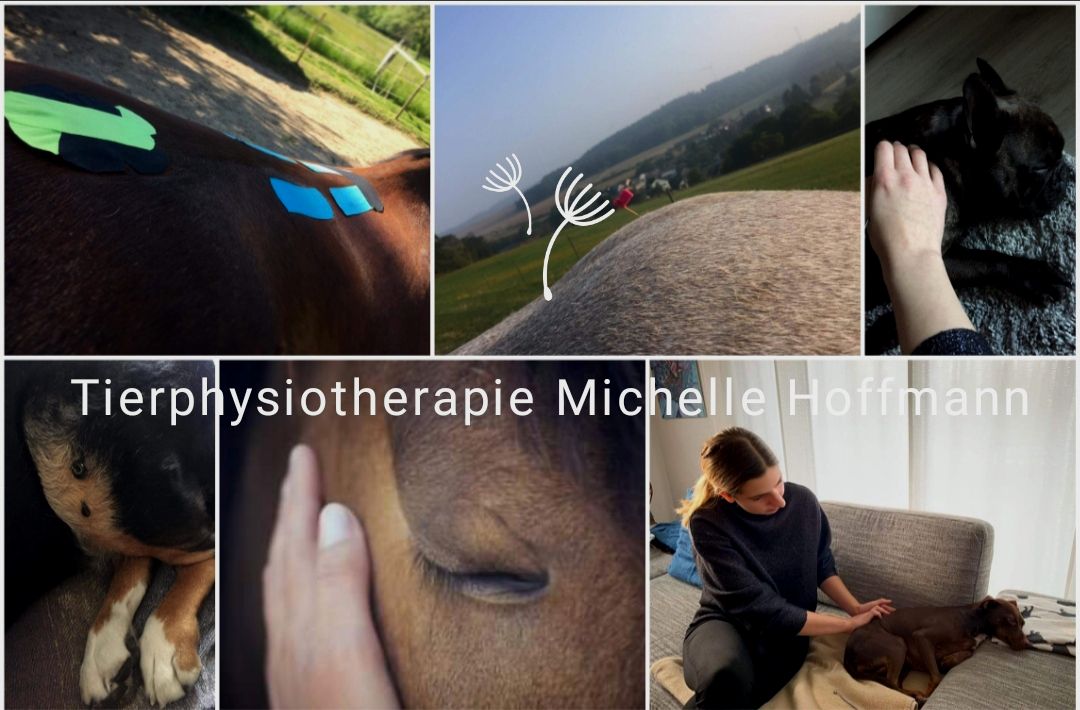 Tierphysiotherapie Michelle Hoffmann