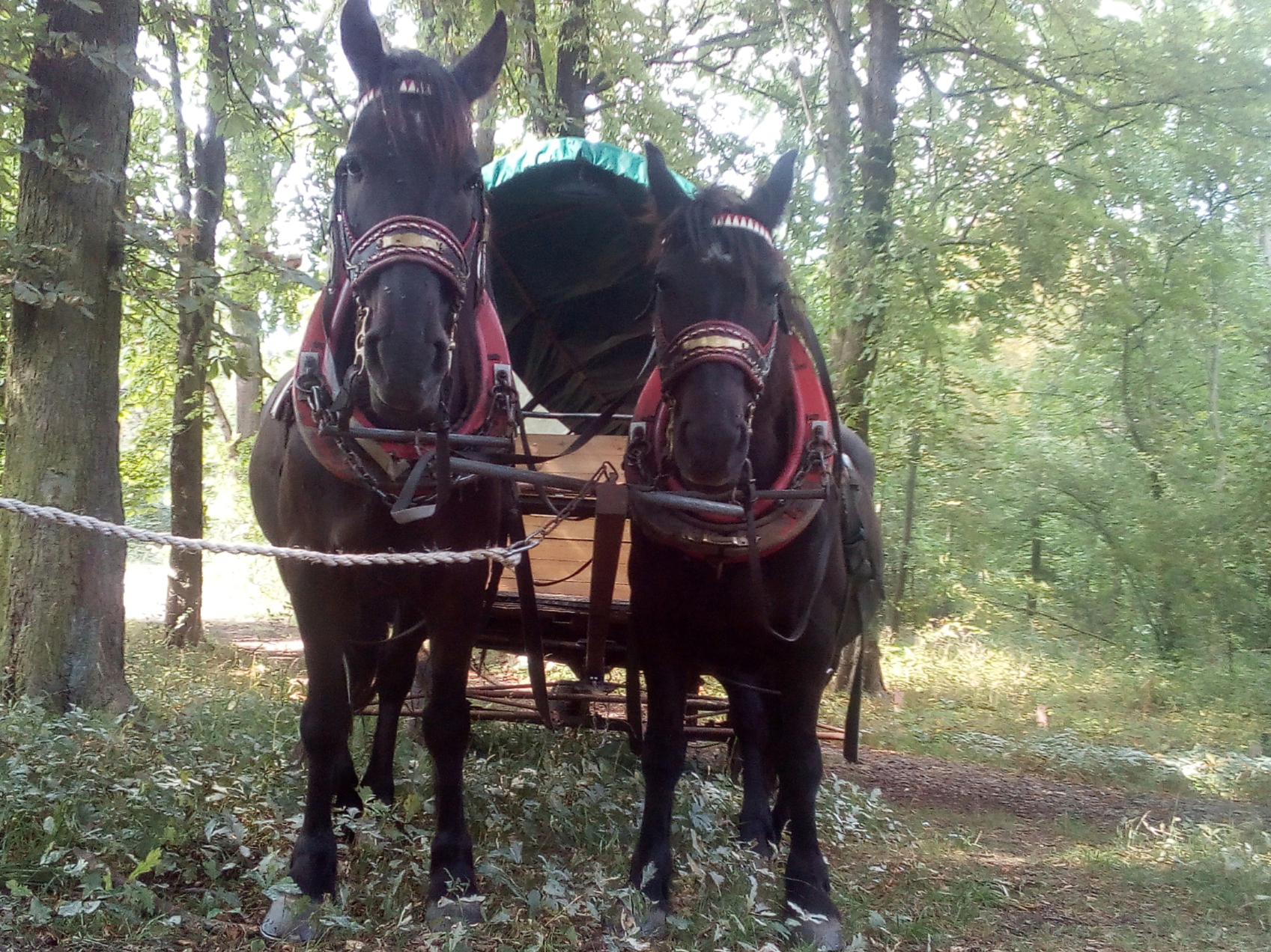 Fuhrhalterei Peukert