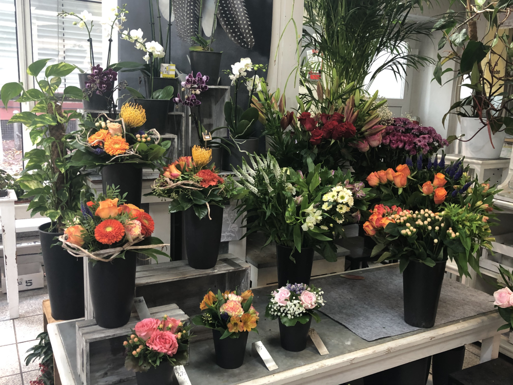 Blumen-Paatsch title image