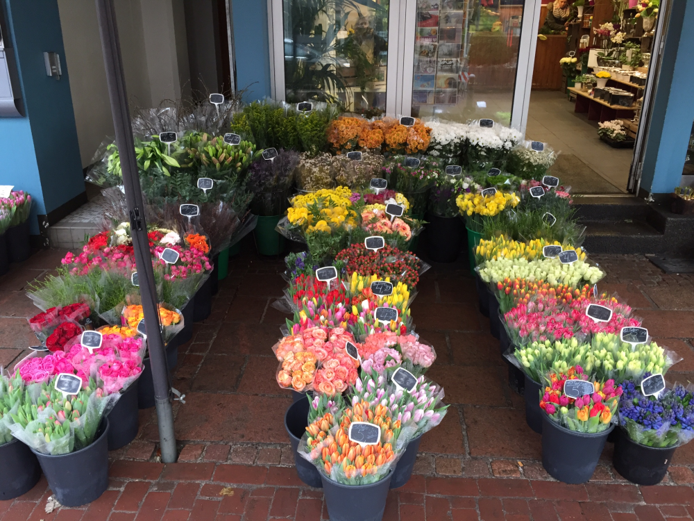 Blumen aus holland title image