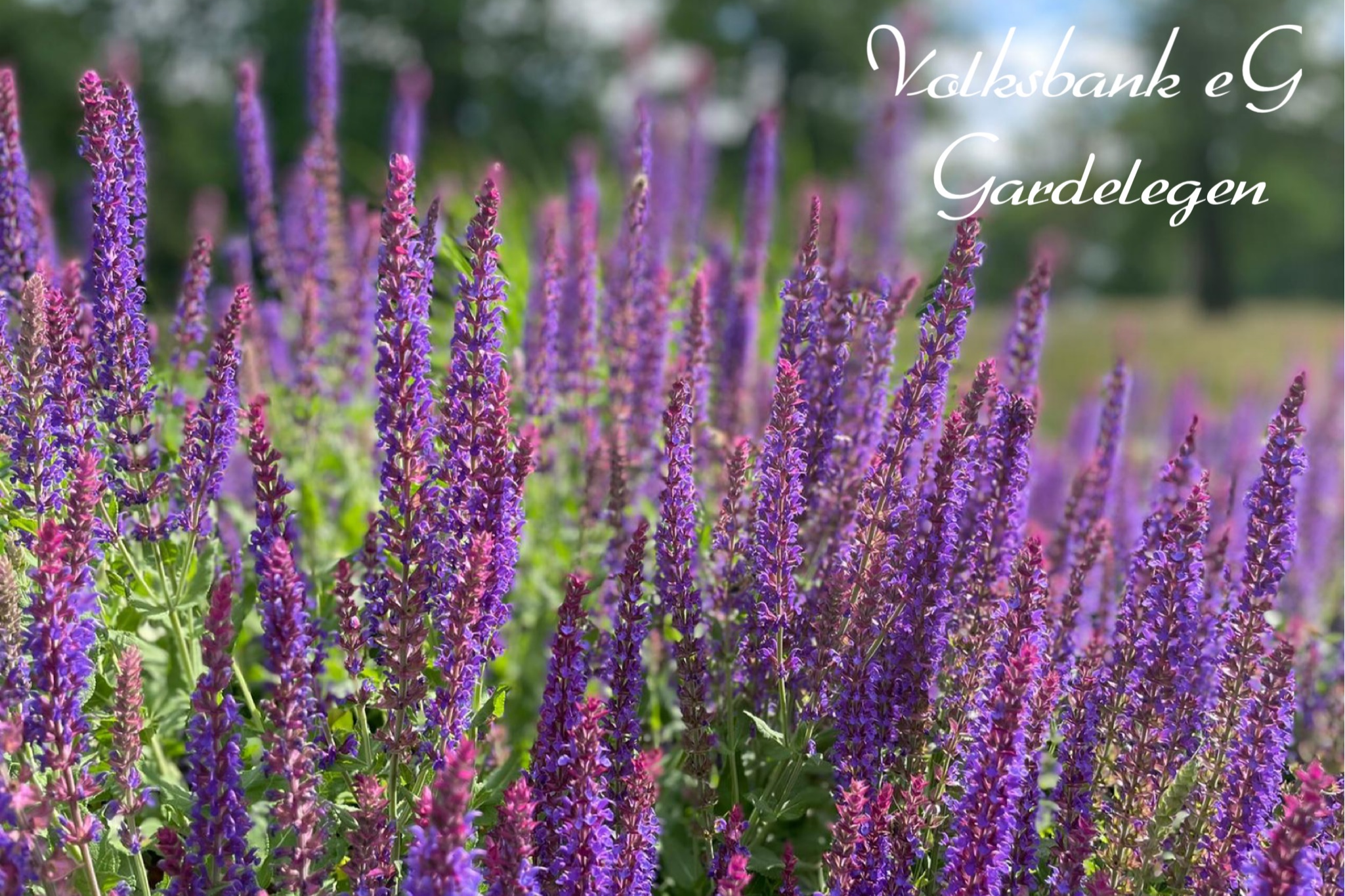 Volksbank e.V. Gardelegen