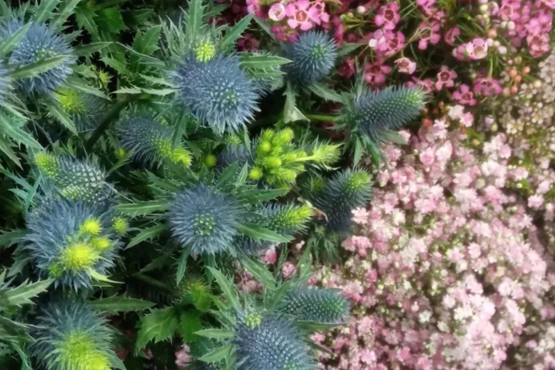 Blumen Ottenhues Spelle title image