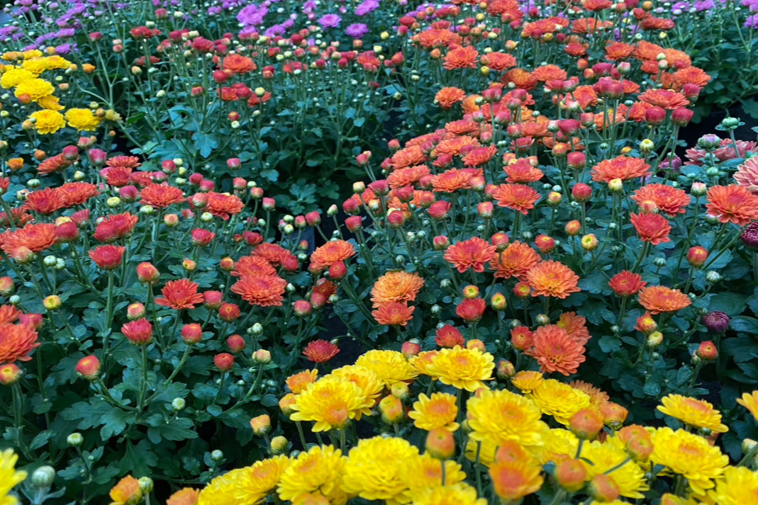 Pflanzenhaus Schöner