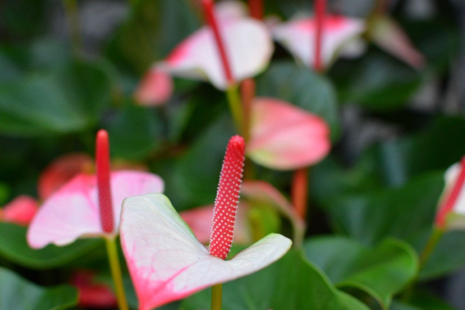 Pflanzenhaus Schöner
