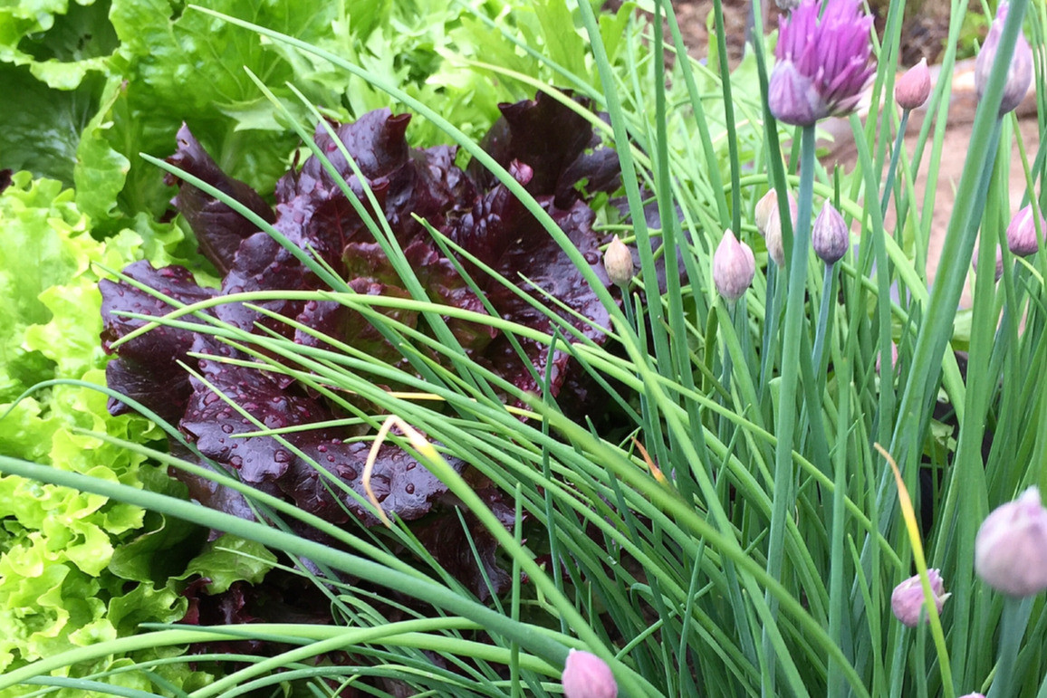 Pflanzenhaus Schöner